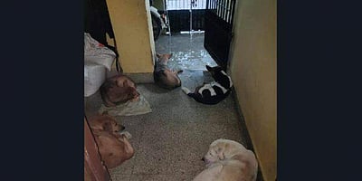 'கஷ்டத்திலும் மனிதாபிமானம்' - தெரு நாய்களுக்கு இடமளித்த சென்னைவாசிகள்!