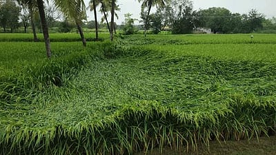 நிவர் புயல்: ஊத்தங்கரை பகுதியில் நெல் வயல்கள் சேதம்-விவசாயிகள் வேதனை