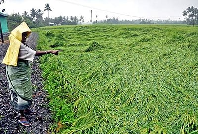 சேலத்தில் புயலால் நெற்பயிர்கள் சேதம்: விவசாயிகள் வேதனை