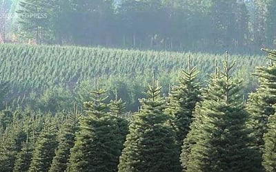 நிஜமான கிறிஸ்துமஸ் மரங்களை நாடும் அமெரிக்கர்கள்!