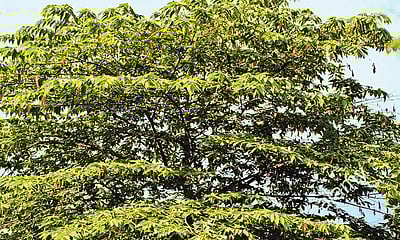 மரங்களின் வரங்கள்!: சர்க்கரை நோய் விரட்டி  - தேன் பழம் மரம்