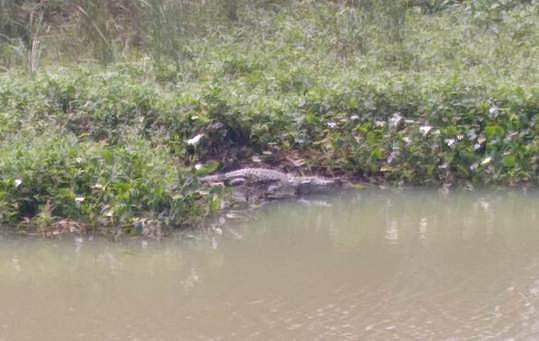 முதலைகளின் நடமாட்டம் அதிகரிப்பு: பொதுமக்கள் அச்சம்