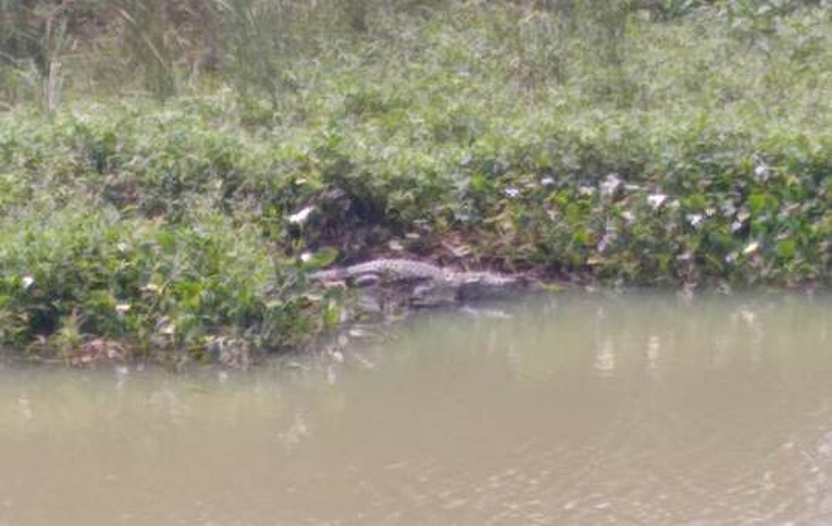 முதலைகளின் நடமாட்டம் அதிகரிப்பு: பொதுமக்கள் அச்சம்