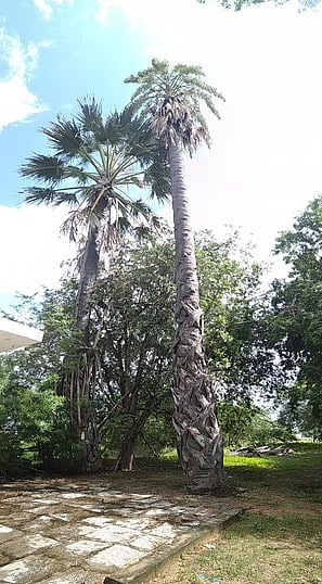 திருவாடானை அருகே 70 ஆண்டுகளுக்கு பின் கூந்தல் பனை பூத்துக் காய்க்க தொடங்கியது