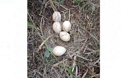 வாழக்கோம்பையில் அதிகரிக்கும் மயில்கள்; வீணாகும் முட்டைகள்