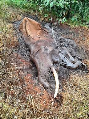 கூடலூா் அருகேமின்சாரம் பாய்ந்து யானை சாவு