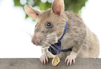 கருவூலம்:  மெகாவா!