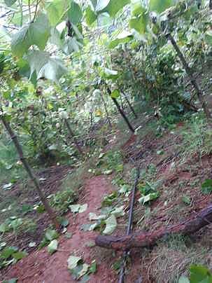 மேரக்காய் பந்தல்களை சேதப்படுத்திய யானைகள்