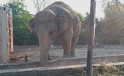 35 ஆண்டு கனவு நனவானது; காவனின் கூண்டு காலியானது