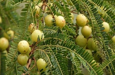 தினமும் ஒரு நெல்லிக்காய் சாப்பிடுவதால் கிடைக்கும் நன்மைகள்!