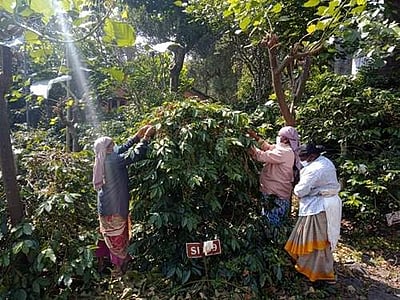 ஏற்காட்டில் காஃபி பழம் பறிப்பு துவக்கம்