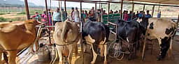 கூடலூா் அருகே புலி தாக்கி கறவை மாடு உயிரிழப்பு