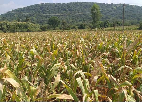 தம்மம்பட்டியில் மழையின்றி காய்ந்த மக்காச்சோளப் பயிர்கள்: விவசாயிகள் வேதனை