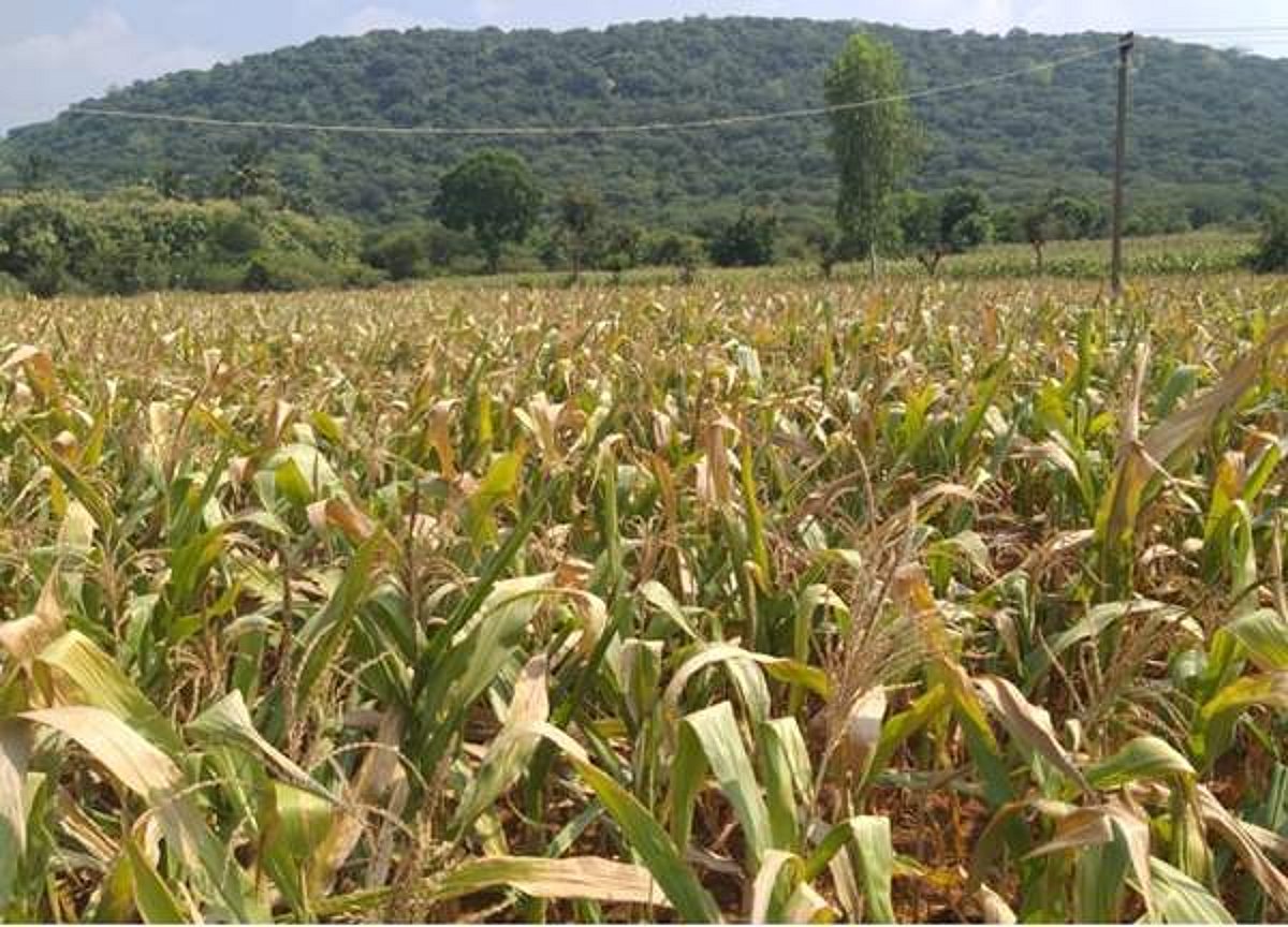 தம்மம்பட்டியில் மழையின்றி காய்ந்த மக்காச்சோளப் பயிர்கள்: விவசாயிகள் வேதனை