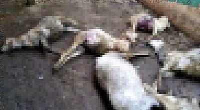 மணப்பாறை அருகே மேய்ச்சலில் இருந்த 5 ஆடுகள் இடி விழுந்த அதிர்ச்சியில் உயிரிழப்பு