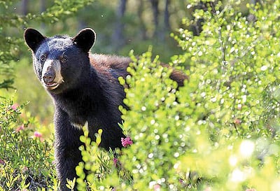 முந்தி இருப்பச் செயல் - 22: தகராறு கடக்கும் திறன் - 4