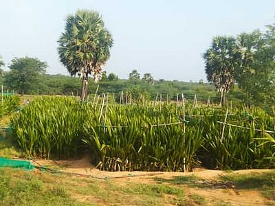 ஓரியூா் அரசு தோட்டக்கலை பண்ணையில் தென்னை நாற்றுகள் விற்பனை