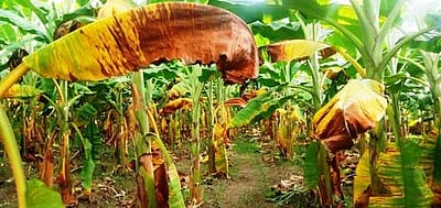 தேவூரில் வாழை இலைகள் பழுப்பு நிறமாக மாறி காய்ந்து வருவதால் விவசாயிகள் கவலை