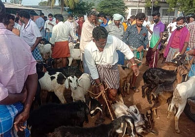 தீபாவளி தேவை: பேளூர் வாரச்சந்தையில் ஆடுகள் விலை உயர்வு  
