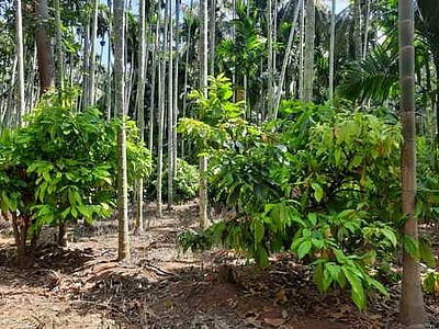 பாக்குத்தோப்பில் ஊடுபயிராக கோ-கோ சாகுபடி: பட்டதாரி விவசாயி சாதனை