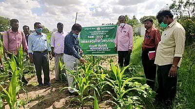 சங்கரன்கோவில் பகுதியில் வேளாண் மண்டல அலுவலா் ஆய்வு