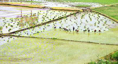 புயல் எதிரொலி: பயிர்க்காப்பீடு செய்ய விவசாயிகளுக்கு வேளாண் துறை அறிவுறுத்தல்