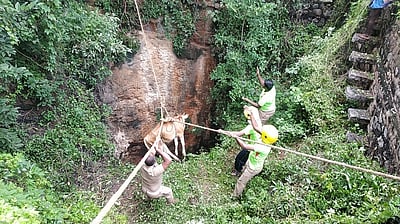 கிணற்றில் விழுந்த பசு உயிருடன் மீட்பு
