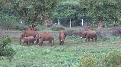 பவானிசாகா் பழத் தோட்டத்தில் புகுந்த யானைகள்