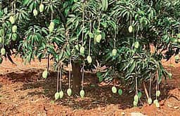பாதிக்கப்பட்டவா்களுக்கு ரூ. 100 கோடி  இழப்பீடு வழங்கக் கோரி மா விவசாயிகள் மனு