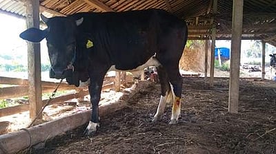 தம்மம்பட்டி பகுதியில் மாடுகளுக்கு பரவும் அம்மை!