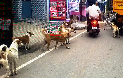 வாழப்பாடி அரசு மருத்துவமனையில் வெறிநோய் தடுப்பூசி இல்லாததால் மக்கள் அவதி