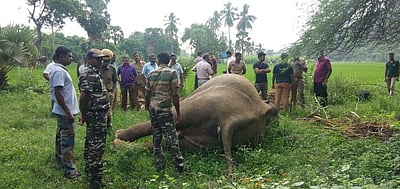 பாபநாசம் அருகே மின்வேலியில் சிக்கி காட்டுயானை இறப்பு