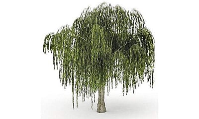 மரங்களின் வரங்கள்!: தலை குனிந்து நிழல் தரும் மரம் - வில்லோ மரம்