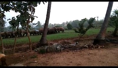 உத்தனப்பள்ளி அருகே 30 யானைகள் அட்டகாசம்