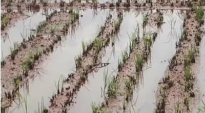 மழை நீா் தேங்கியது: உசிலம்பட்டியில் வெங்காயச் செடிகள் அழுகி சேதம்