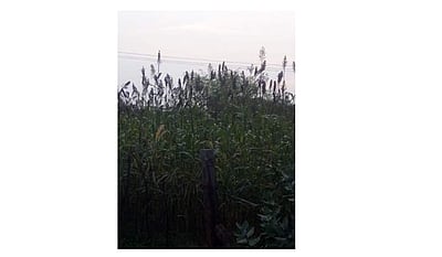 அருப்புக்கோட்டையில் ஆழ்துளைக்கிணற்று நீர் சாகுபடியில் நல்ல மகசூல் தந்துள்ள பயிர்கள்