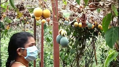 கொடைக்கானலில் பேஷன் புரூட்ஸ் விளைச்சல் அமோகம்