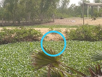 பக்கிங்காம் கால்வாயில் முதலை நடமாட்டம்: மீனவ கிராம மக்கள் அச்சம்