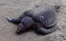 தொண்டி அருகே உயிரிழந்து
கரை ஒதுங்கிய கடல் ஆமை