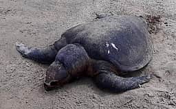 தொண்டி அருகே உயிரிழந்து
கரை ஒதுங்கிய கடல் ஆமை