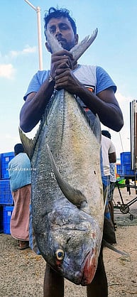 பாம்பன் மீனவா் வலையில் ராட்சத கருங்கன்னி பாறை மீன் சிக்கியது