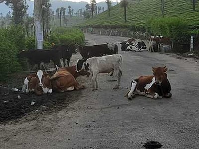 சாலைகளில் முகாமிடும் மாடுகள்:வாகன ஓட்டிகள் அவதி