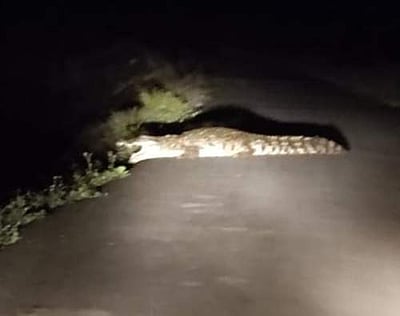 சிறுமுகை அருகே சாலையை கடந்த முதலை: கிராம மக்கள் அச்சம்