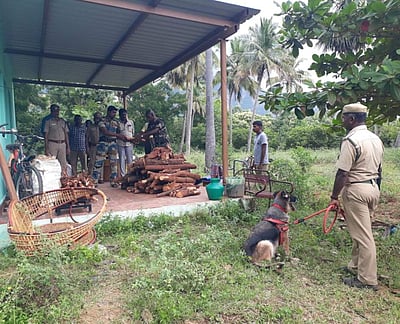 ஸ்ரீவில்லிபுத்தூர்: வன அதிகாரியின் தோட்டத்தில் 350 கிலோ சந்தன மரக்கட்டைகள் பறிமுதல்