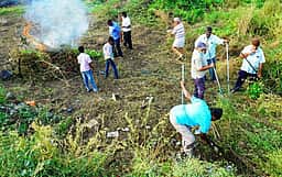 சங்ககிரி மலைக்கு செல்லும் பாதையில் கருவேலம் மரங்கள், செடிகள் அகற்றம்