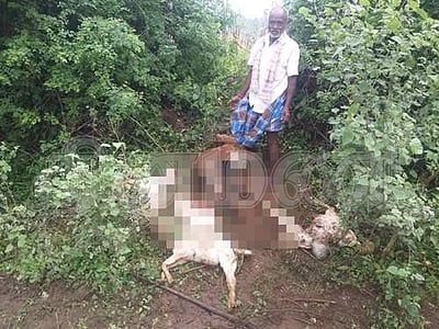 வெறிநாய்கள் கடித்து தொடர்ந்து பலியாகும் ஆடுகள்: இழப்பீடு கோரும் விவசாயிகள்!