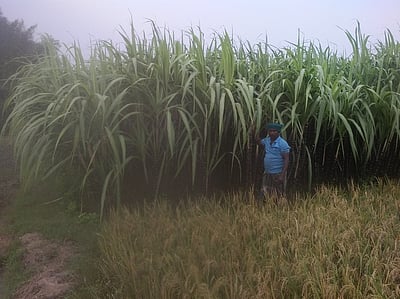 நீடாமங்கலம் பகுதியில் அறுவடைக்கு தயாா் நிலையில் பொங்கல் கரும்பு