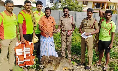 வெள்ளக்கோவில் அருகே கிணற்றில் விழுந்த கன்றுக்குட்டி உயிருடன் மீட்பு