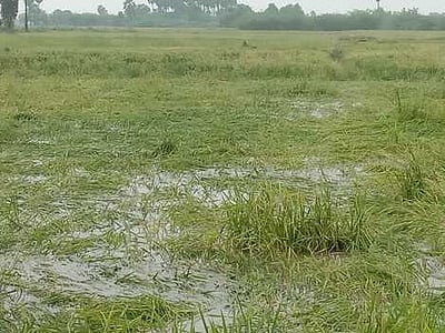 தண்ணீரில் மூழ்கிய நெற்பயிா்கள்