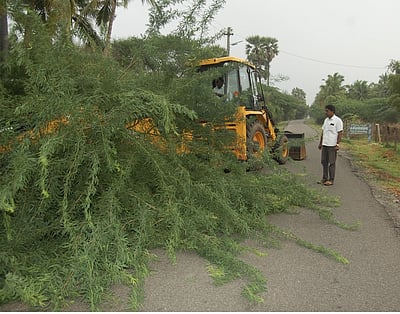 போக்குவரத்துக்கு இடையூறாக இருந்த மரங்கள் அகற்றம்
